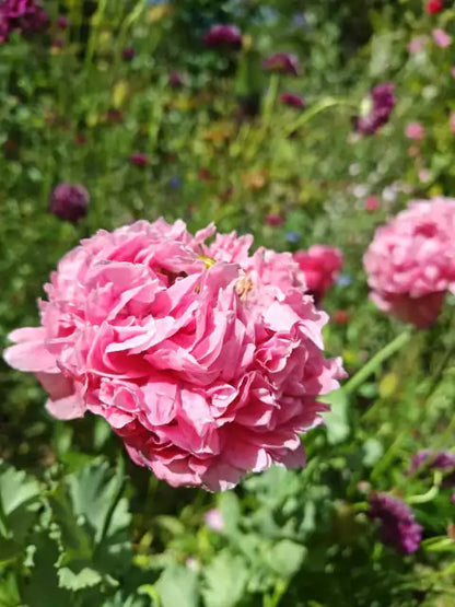 Semillas para Jardín Colorido